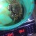 螃蟹食用雄蟹