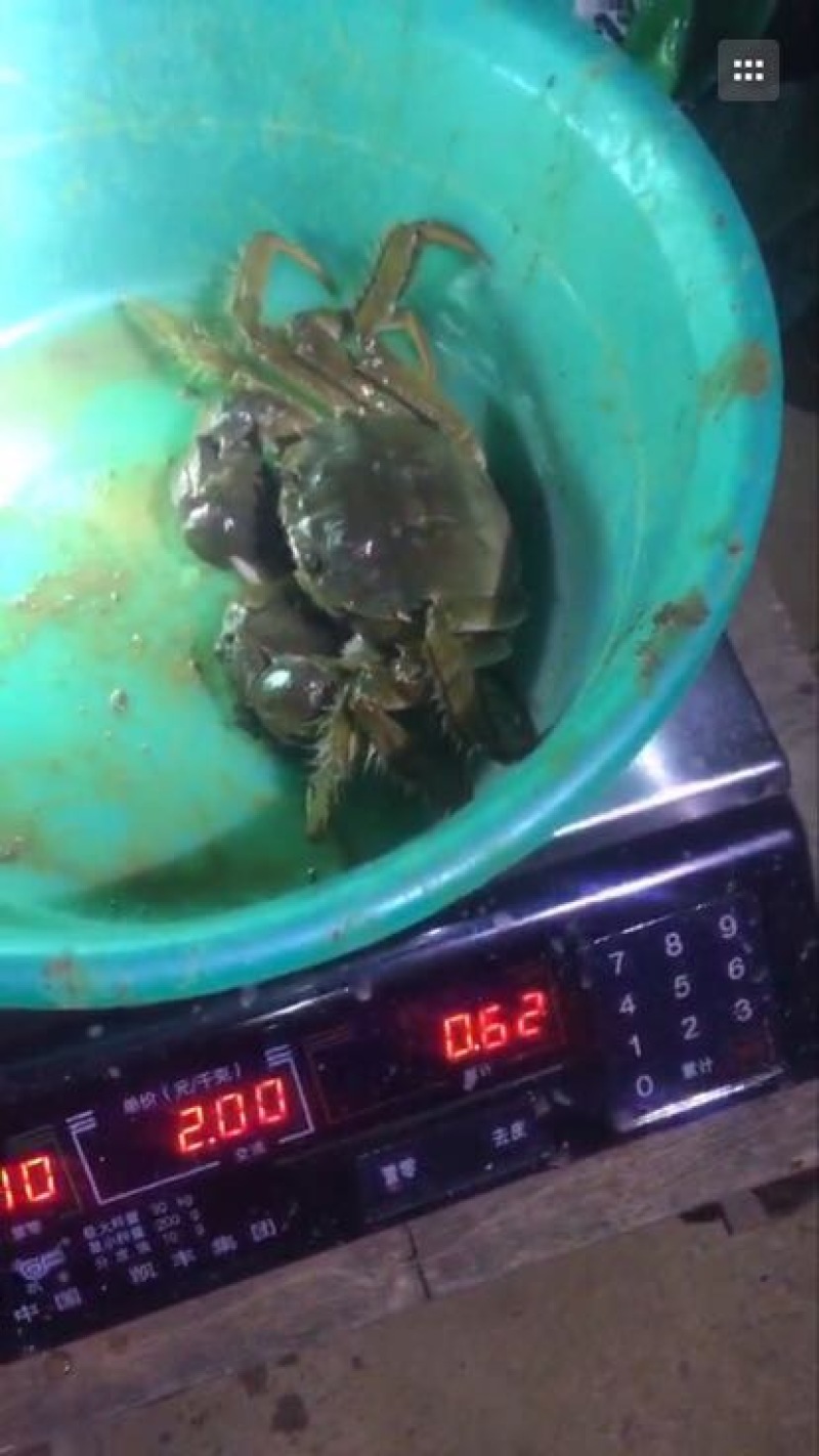 螃蟹食用雄蟹