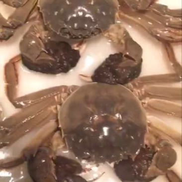 螃蟹食用雄蟹