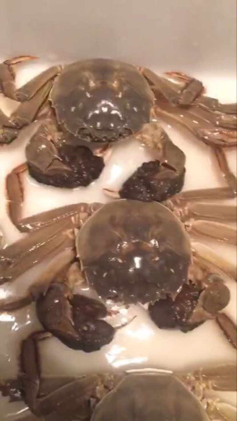螃蟹食用雄蟹