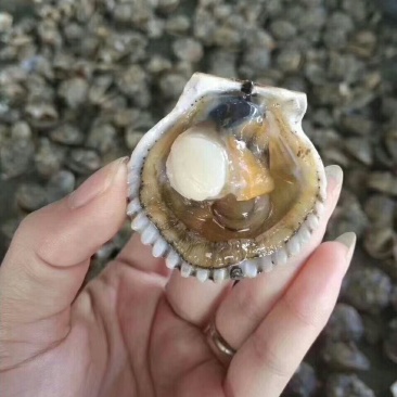 中瑶柱