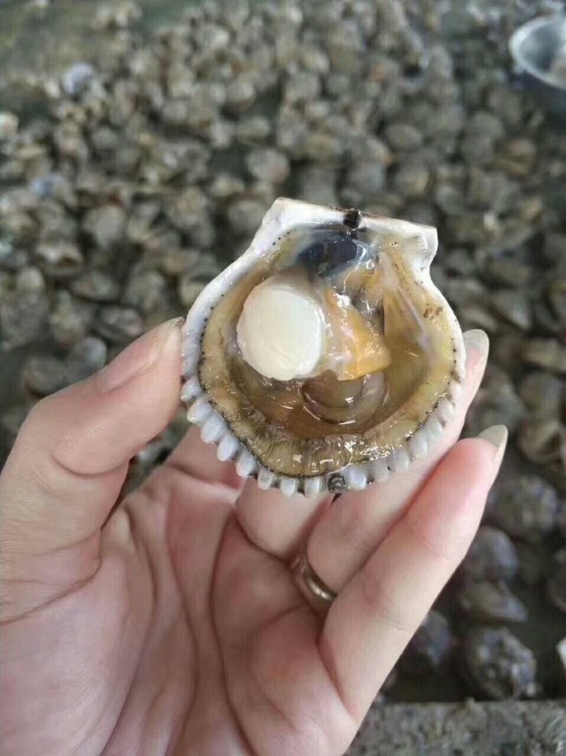 中瑶柱