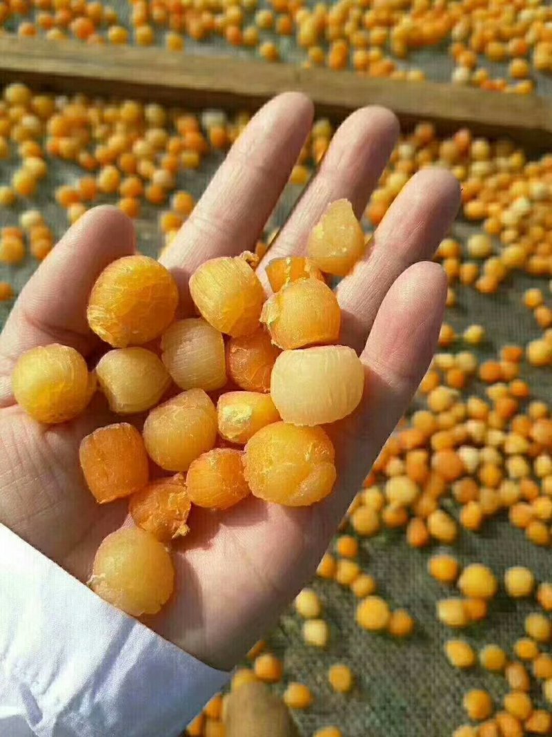 中瑶柱