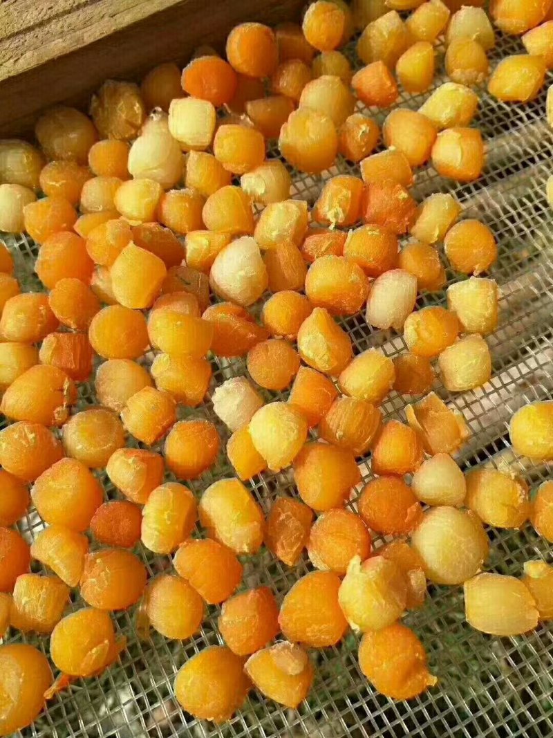 中瑶柱