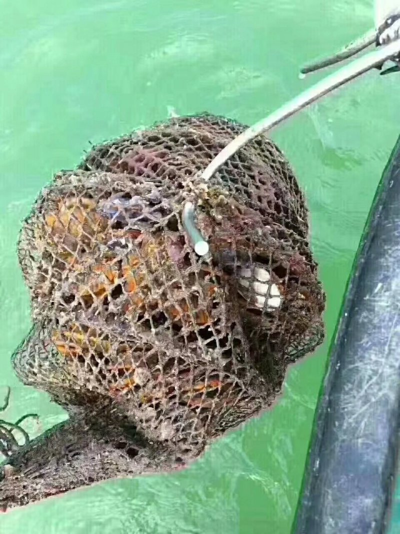 中瑶柱