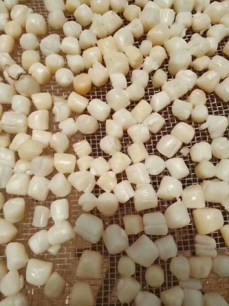 中瑶柱