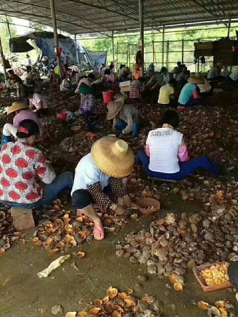 中瑶柱