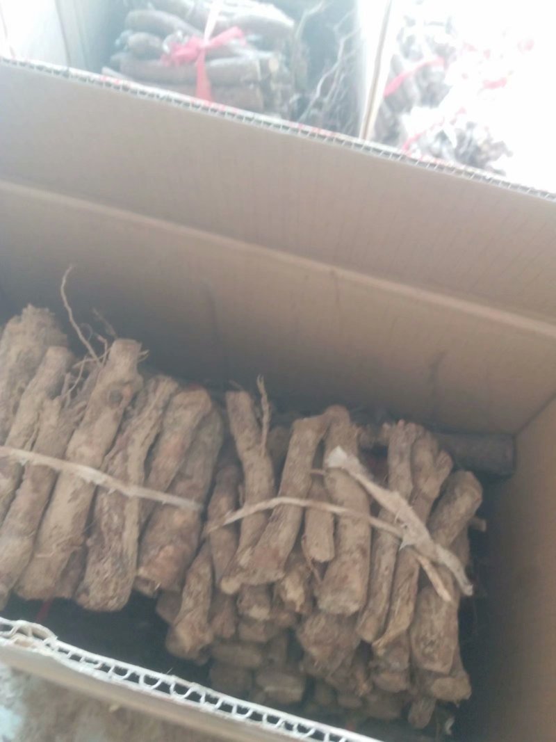 泡桐种子，成活率高，泡桐种根，泡桐树种子