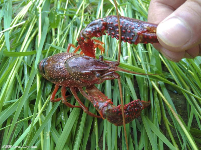 种虾