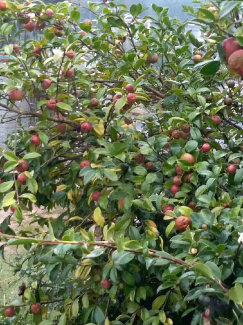 广西西林县全天然生态产品茶油籽茶油皮出售