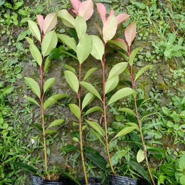 红叶石楠仔苗高40