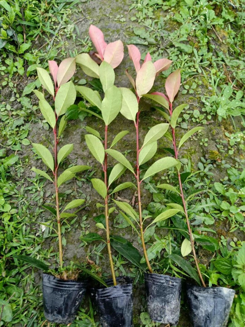 红叶石楠仔苗高40