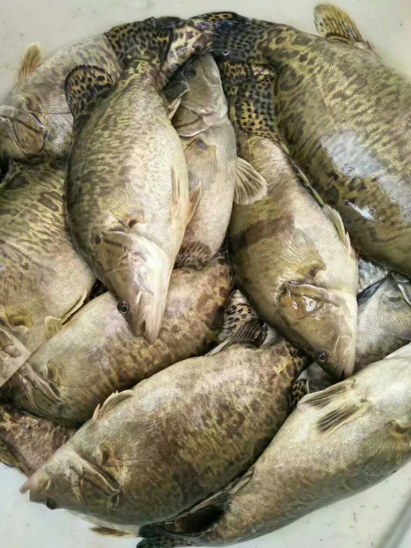 桃花流水鳜鱼肥