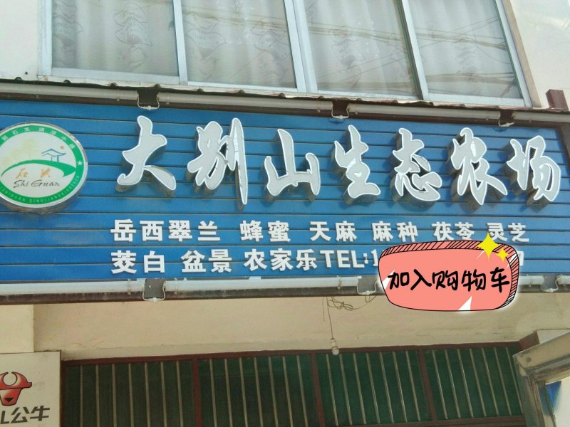 茭白结茭老根纯度高一万棵单双季茭白种苗混批