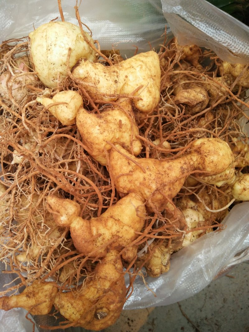 黄精生片