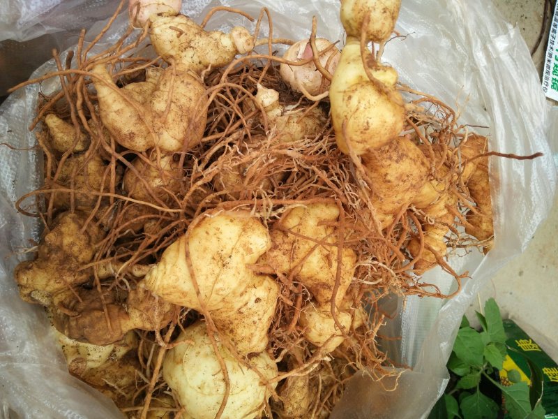 黄精生片
