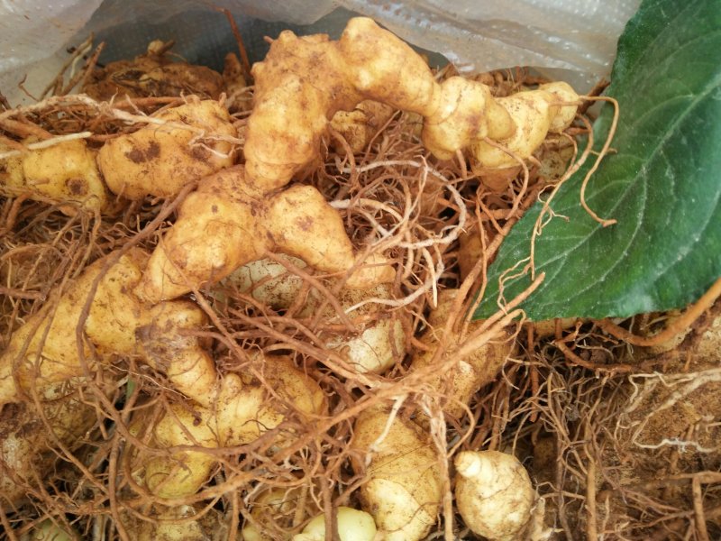 黄精生片