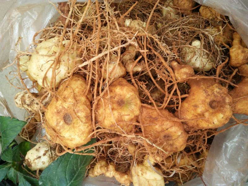 黄精生片