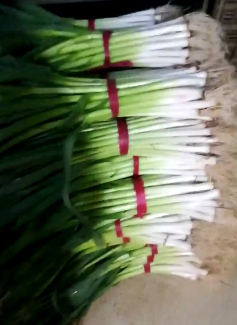 山东水洗蒜苗，干蒜苗质量好，大捆小捆规格全，实力代办全国发