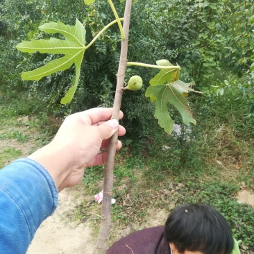 无花果苗