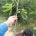 无花果苗
