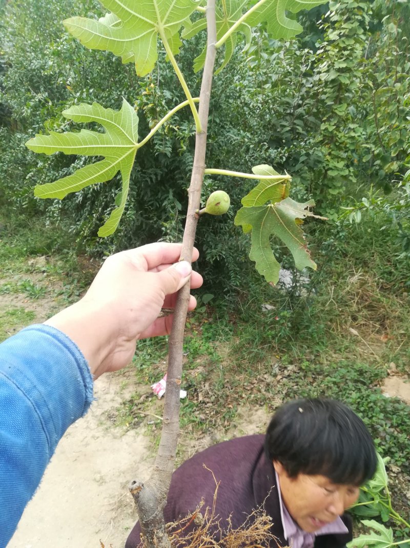 无花果苗