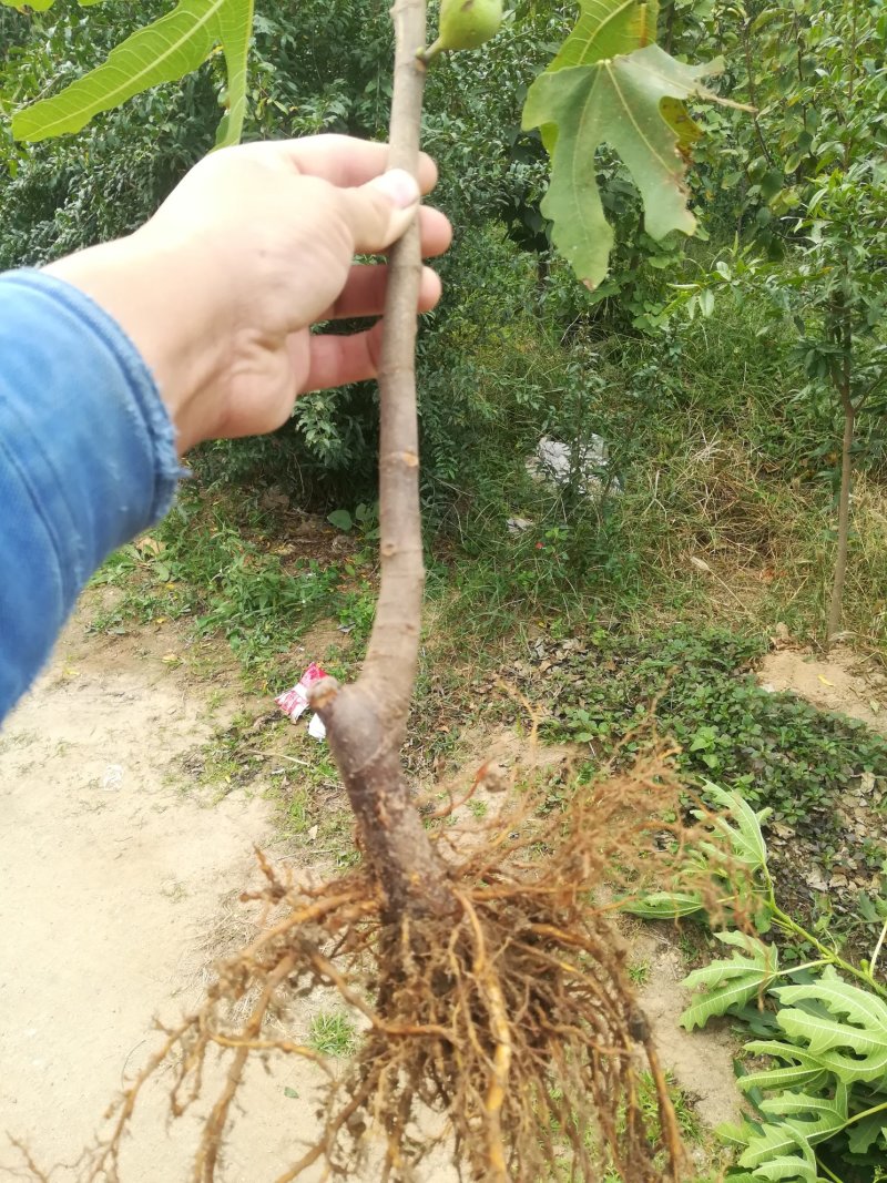 无花果苗