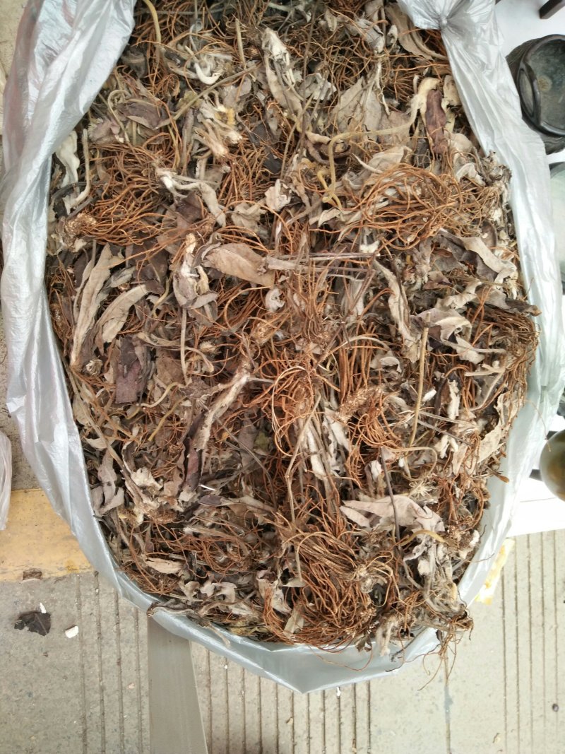 白头翁