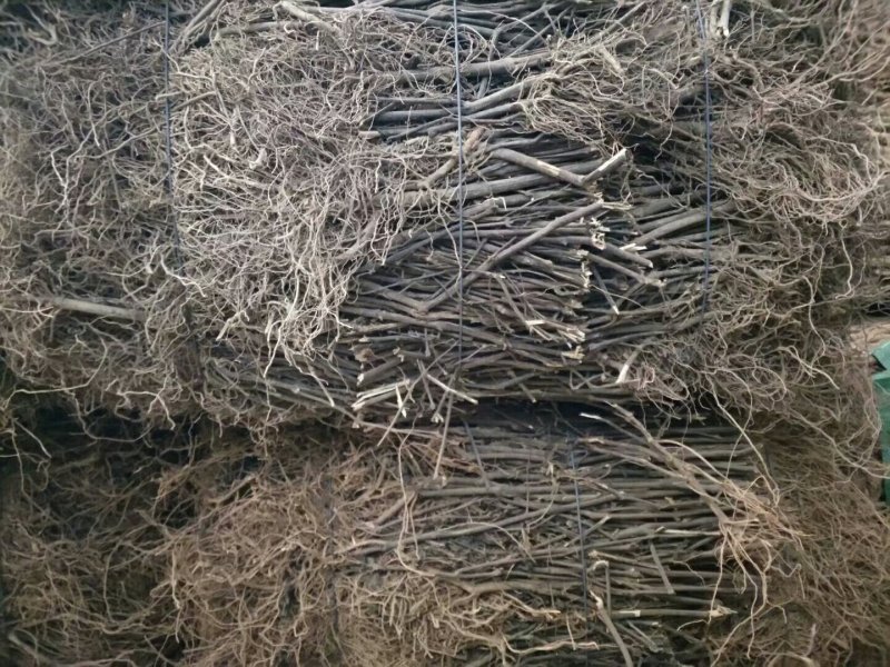 云南省家种野生南板兰根各种规格一吨起发