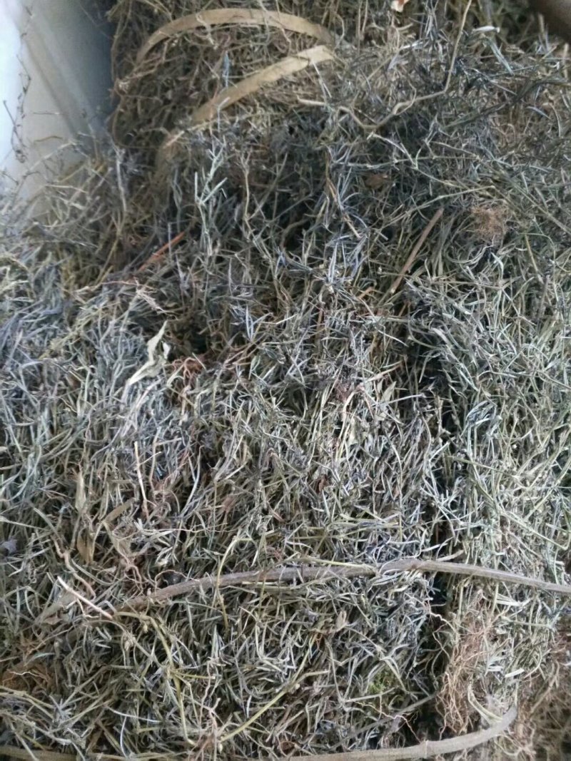 云南省家种野生南板兰根各种规格一吨起发