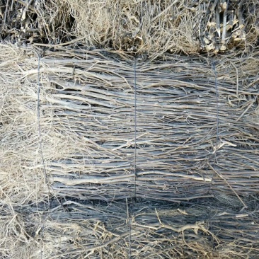云南省家种野生南板兰根各种规格一吨起发