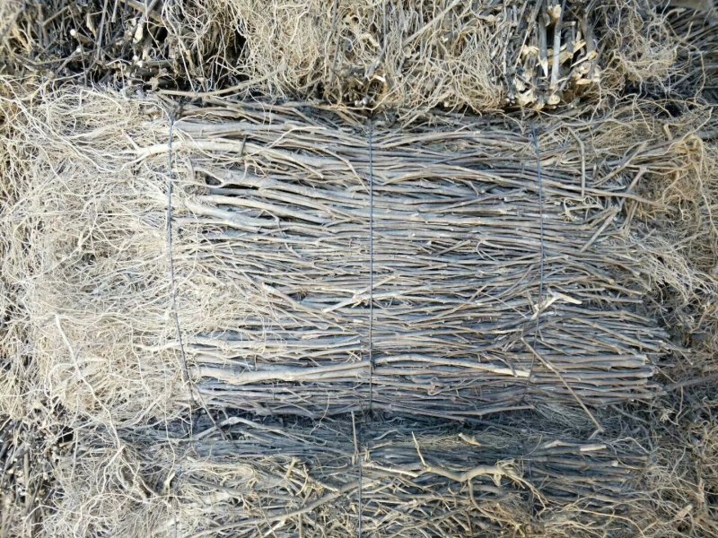 云南省家种野生南板兰根各种规格一吨起发