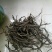 小黑药