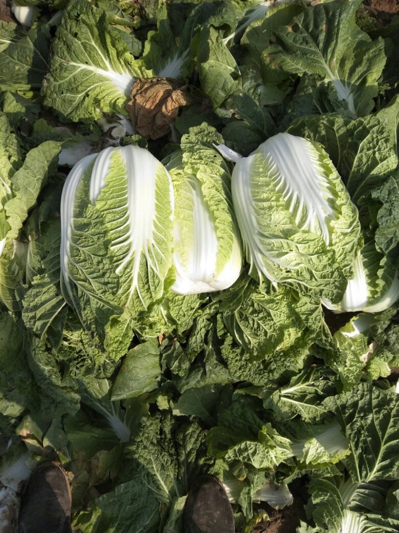 娃娃菜（白菜）毛货，净菜