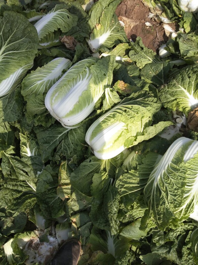 娃娃菜（白菜）毛货，净菜