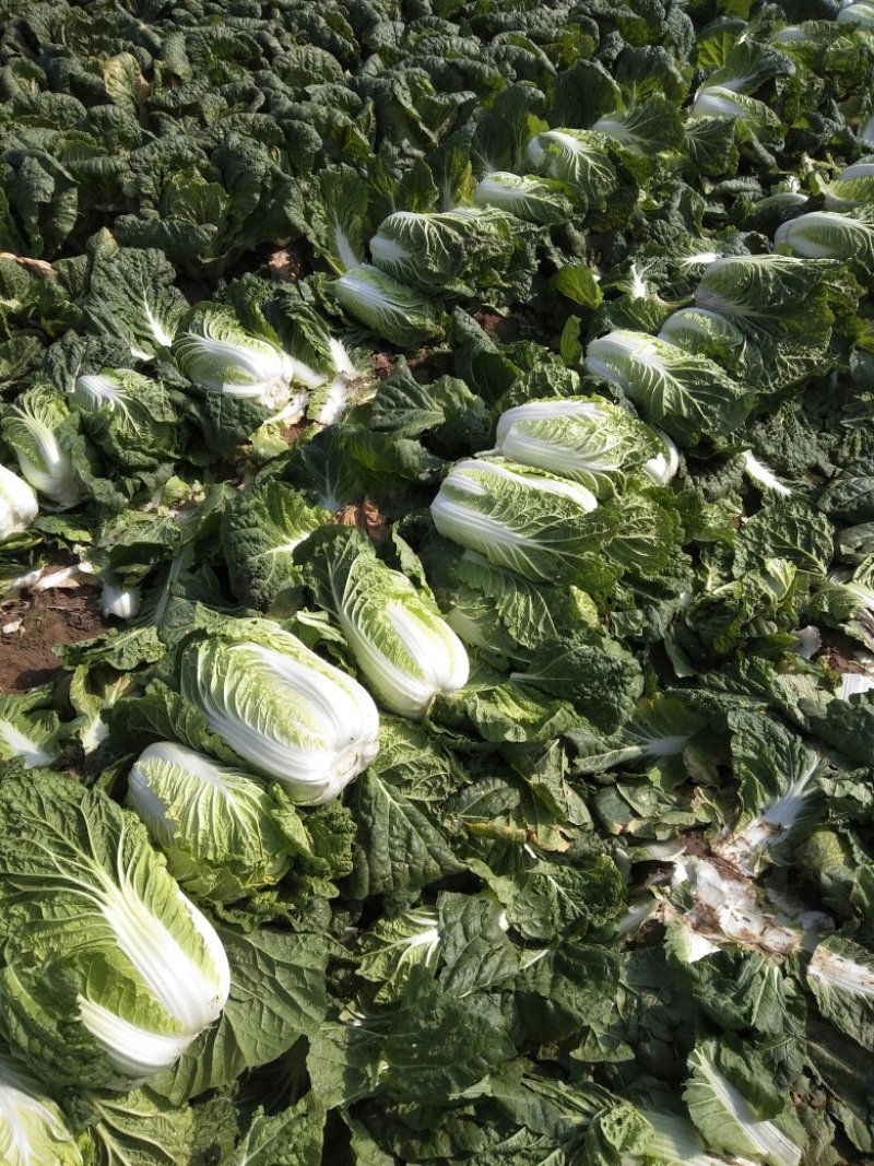 娃娃菜（白菜）毛货，净菜