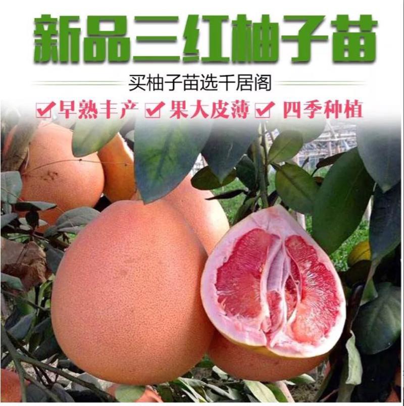 平和县三红蜜柚苗红肉蜜柚苗琯溪柚子苗基地直销价格优惠