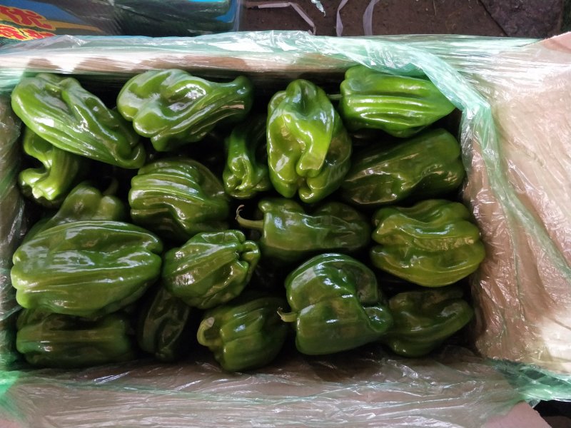 紫长茄
