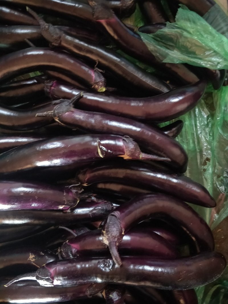 紫长茄
