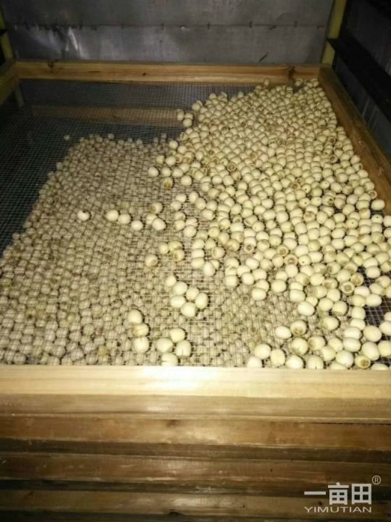江西优质莲子干