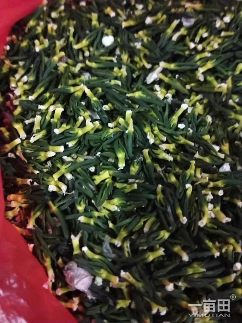 江西优质莲子干