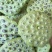 江西优质莲子干