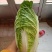 推荐潍坊青州精品白菜菊锦4~6斤净菜潍坊青州