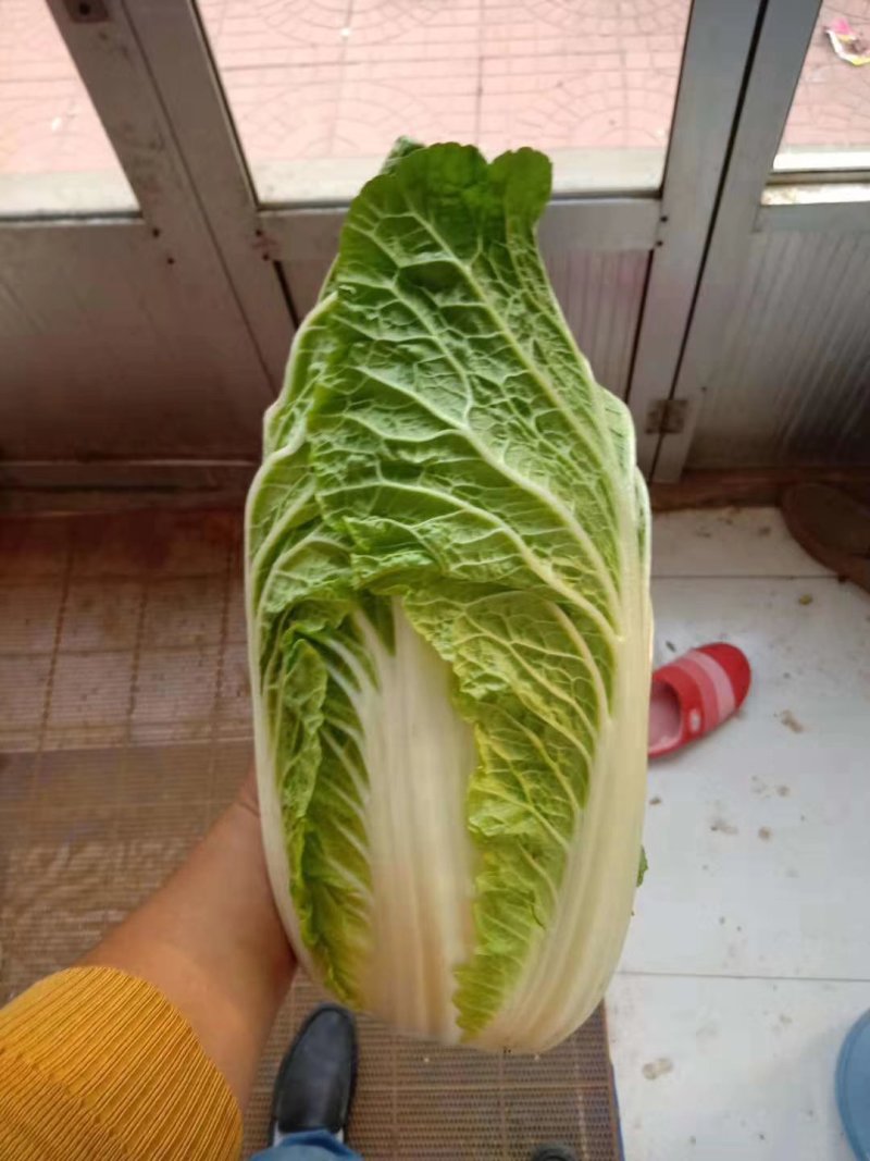 推荐潍坊青州精品白菜菊锦4~6斤净菜潍坊青州