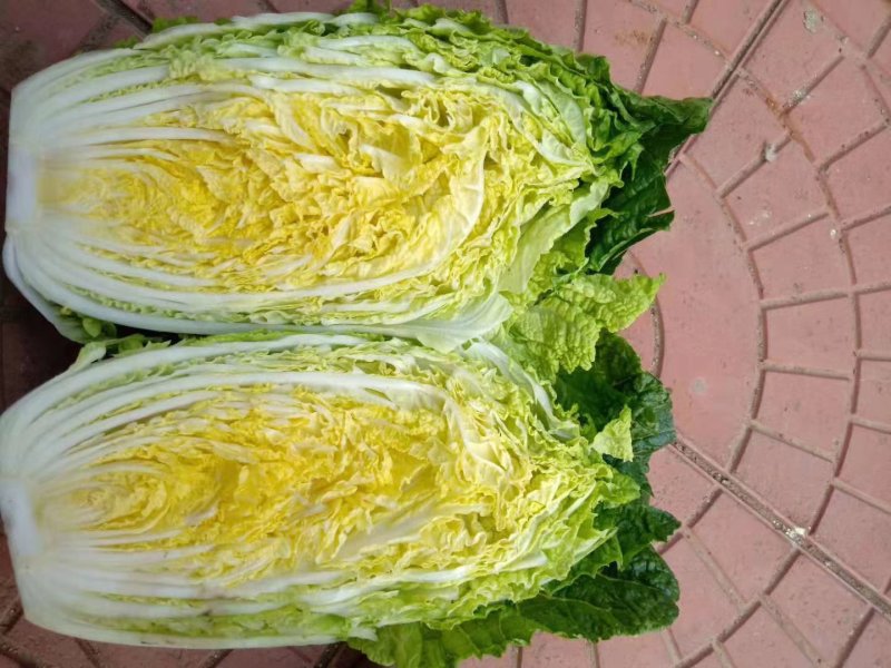 推荐潍坊青州精品白菜菊锦4~6斤净菜潍坊青州