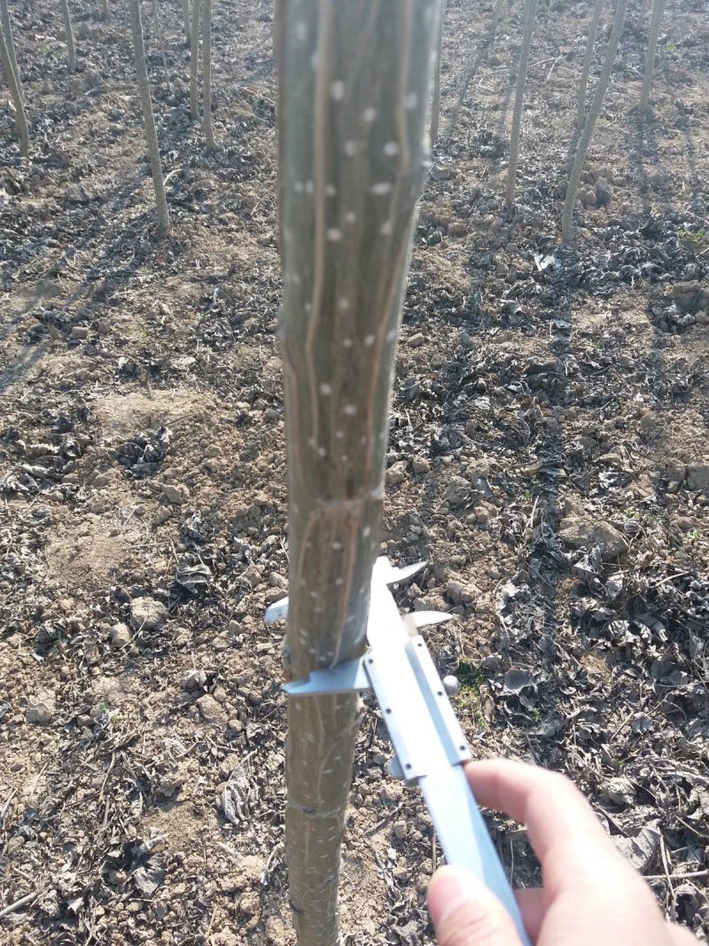 107杨树107杨树苗千亩基地全国发货