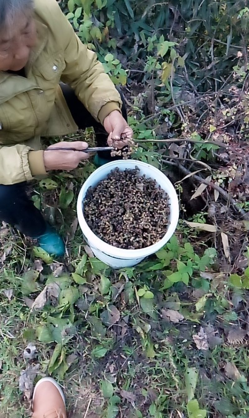 拐枣，万寿果，拐枣泡酒、炖鸡、煮茶（包邮）