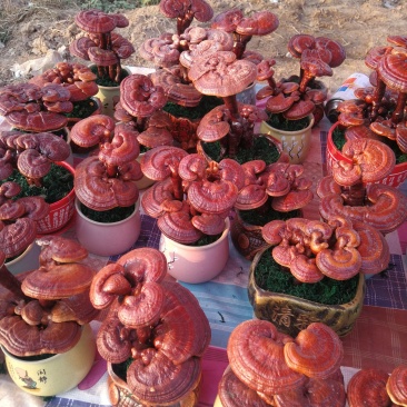 小型灵芝盆景价格优惠
