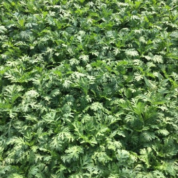 【茼蒿】山东精品茼蒿25~30cm一手货源保质保量