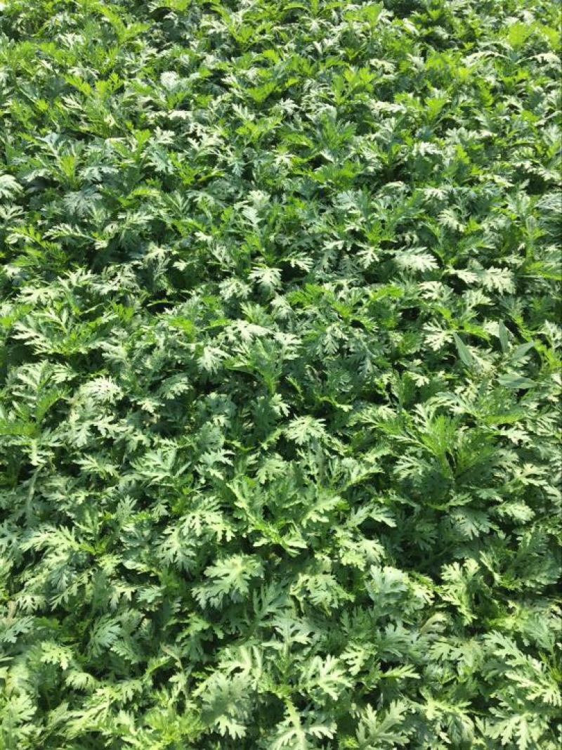 【茼蒿】山东精品茼蒿25~30cm一手货源保质保量